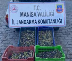 JANDARMANIN ZEYTİN HIRSIZLIKLARINI ÖNLEME ÇALIŞMALARI SÜRÜYOR