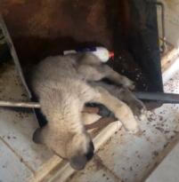 DİNAR HAYVAN BARINAGIN DA İNSANLIK DIŞI KOŞULLAR