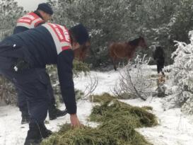 Manisa İl Jandarma Komutanlığı Yılkı Atlarını Unutmadı