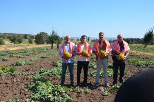 KULA AYVATLAR MAHALLESİ’NDE KAVUN HASADI GERÇEKLEŞTİ
